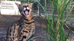 Welcome to majestic exotics catter, buy your exotic kittens and exotic cats for sale, we provide the exotic cats, finger monkey and capuchin monkey for sale at the best price. New Savannah Cat Arrives Youtube