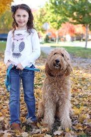 Doodle squad puppies provides premium goldendoodle puppies in delaware, ohio and hillsborough, nc. Goldendoodle Puppies For Sale Delaware Ohio Hillsborough Nc