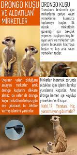 betul kalkan adli kullanicinin iman hakikatleri panosundaki pin kusu kus