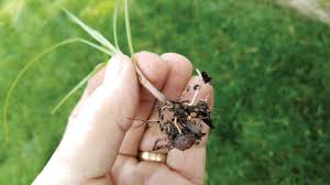 Most grass killers will not affect sedges. How To Get Rid Of Nutgrass Or Nutsedge Grass Pad