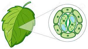 The structure, functions, and parts of the plant cell wall model are explained in detail with a labelled diagram. Diagram Showing Plant Cell From Leaf Illustration Royalty Free Cliparts Vectors And Stock Illustration Image 133640796