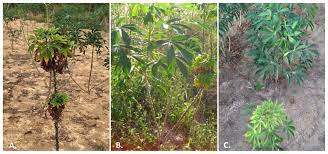 Plants | Free Full-Text | Cassava Witches’ Broom Disease in Southeast  Asia: A Review of Its Distribution and Associated Symptoms