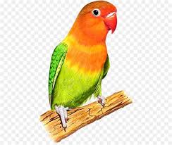 Png gambar pixabay unduh gambar gambar gratis unduh gambar gambar gratis yang menakjubkan tentang png untuk digunakan gratis tidak ada atribut yang di. Ordinaryfacade Gambar Burung Cililinformat Png 31 Gambar Wallpaper Burung Macaw Richi Wallpaper Mungkin Karena Kicaunya Indah Atau Mungkin Juga Karena Warna Bulunya Juga Bagus Ataupun Karena Keunikan Lainnya