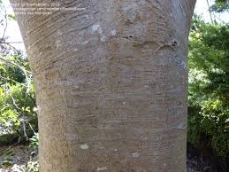 Image result for Polyscias fulva