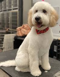 Call for an appointment today Pin By Wet Paws Dog Grooming Llc On Welcome To Wet Paws Dog Grooming Dog Grooming Salons Dog Grooming Pamper Pets