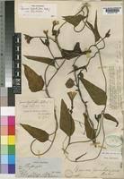 Image result for Ipomoea lapathifolia