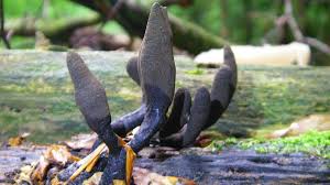 Image result for Xylaria polymorpha