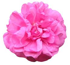 We did not find results for: Pink Flower Free Stock Photos Rgbstock Free Stock Images Mzacha February 06 2010 83