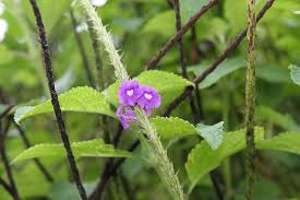 Image result for Stachytarpheta cayennensis