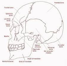 The accessory structures of the eye 15p image quiz. 3 The Lateral View Of The Skull Download Scientific Diagram