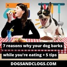 7 Reasons Why Your Dog Barks While You Re Eating 5 Tips