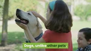 We connect families with caregivers and. What Is The Easiest Pet To Take Care Of Stephen Cabell Caring The Pet Youtube