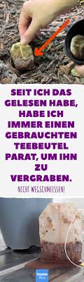 Seit Ich Das Gelesen Habe Habe Ich Immer Einen Gebrauchten Teebeutel Parat Um Ihn Zu Vergraben 10 Tricks Mit Benutzten Teebeu Teebeutel Beutel Zahnschmerzen
