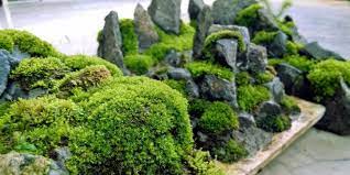How To Grow Moss How To Get Mosses In The Garden Growing Moss Moss Gardens Grow Moss