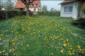 Eine blumenwiese im garten ist nicht nur schön anzusehen, sondern bietet gleichermaßen eine oase für tiere wie blumenwiese: Verbesserung Des Nahrungsangebots Blumenwiesen