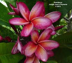 Rain Dance Another Very New Plumeria So Don T Know Too Much About It Yet Except That It S Really Really Good Looking Plumeria Flowers Plumeria Frangipani