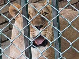 Featuring new shoots with megan mckenna and rosie jones. Islamabad Zoo Shut For Good To Be Transformed Into Wildlife Conservation Facility Pakistan Gulf News