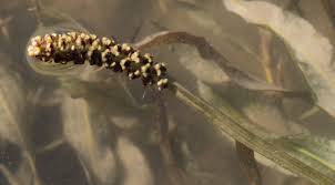 Image result for Potamogeton schweinfurthii