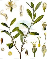 Image result for Erythroxylum emarginatum
