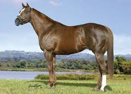 Horse Beautiful Stallions 6 Cute Animals Horses American Quarter Horse Quarter Horse Stallion