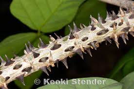 Image result for Erythrina sacleuxii