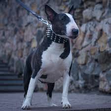 Résultat de recherche d'images pour "bull terrier"