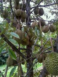 Ada beberapa hal yang mesti diperhatikan saat anda ingin membudidayakan atau menanam durian musang king seperti pemilihan bibit tanaman, proses penanaman. Jual Bibit Durian Musang King Si Raja Durian Dengan Rasa Warna Dan Aroma Istimewa Bibit Buahku