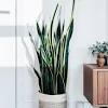 Snake plant (sansevieria) does everything it can to sort out the humidity in your home, so that your the snake plant is used to a bit of warmth, since it comes from the deserts of ethiopia, amongst other. 1