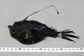 A single, simple or branched escal appendage in front of escal accepted name: Longray Seadevil Ceratias Holboelli Inaturalist Ca