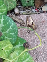 Image result for Aristolochia zenkeri