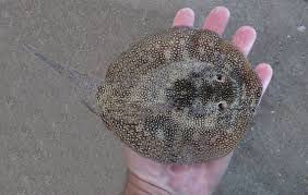 Image result for Stingray