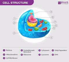 Animal Cell Structure Function Diagram And Types