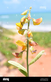 Image result for Crotalaria comosa