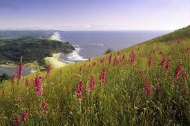 Oregon Wildflowers Wildflower Hikes In Oregon Guide to oregon wildflowers_latin names/tags required! oregon wildflowers wildflower hikes