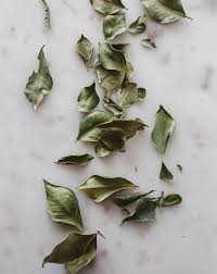 Image result for Secamone stuhlmannii