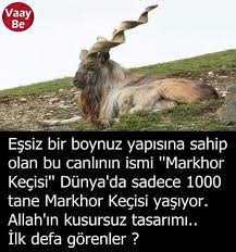 Serkan Celik Adli Kullanicinin Ilginc Gercekler Panosundaki Pin Hayvan Bilimi Biliyor Muydunuz Hayvanlar