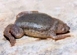 Surinam toad, (pipa pipa), aquatic south american toad (family pipidae) in which the eggs are incubated on the back of the female. Surinam Suriname Toad Care Sheet Reptiles Cove