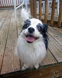 This Is My Little Buddy Papi She Just Turned 12 Years Old Today Occasionally Theres Some Breathing Prob Puppy Dog Images Cute Puppies Images Cute Dogs Images