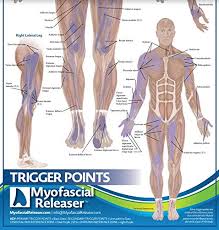 Additional information will be at your fingertips with the detailed mapping of parts. Trigger Point Anatomy Map Office Wall Poster For Reference By Massage Therapists Physical Therapists Chiropractors Trainers Pressure Point And Referred Pain Map Pricepulse