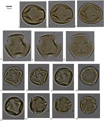 Image result for Ixora brachypoda