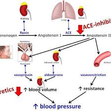 Flow Chart Demonstrating The Physiology Of The Download