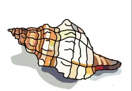 Check spelling or type a new query. How To Draw A Conch Shell 10 Steps With Pictures Wikihow