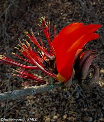 Image result for Erythrina madagascariensis