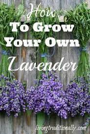 What Are The Most Valuable Benefits Of Using Lavender Oil Growing Lavender Plants Flower Garden