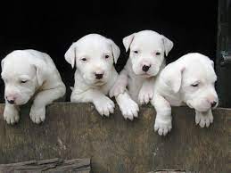 Dogo Argentino Puppies Dog Argentino Dog Breeds Animals Beautiful
