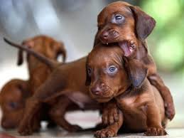 Find a dachshund puppy from reputable breeders near you and nationwide. Miniature Dachshund Puppies For Sale Reno Nv 152637
