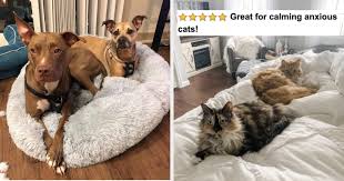 Initial foam dispenser kopen : 27 Things That Ll Soothe Your Pet When Home Alone