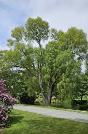 Image result for Maytenus