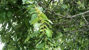 Image result for Ziziphus abyssinica