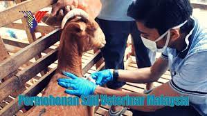Kami akan memlihara ternak dengan sebaik mungkin sehingga. Permohonan Kursus Sijil Veterinar Malaysia Kemasukan 2020 2021